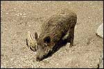 Wild boar in Tierpark Bern