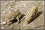 Young wild boars