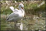 Pelican in Tierpark Bern