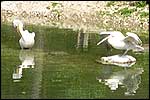 More pelicans